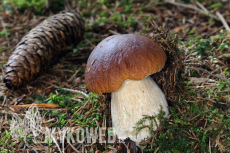 Boletus edulis