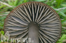 Hygrocybe ovina