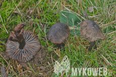 Hygrocybe ovina