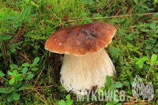 Boletus edulis