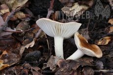 Hygrophorus arbustivus