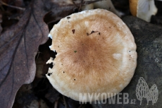 Hygrophorus arbustivus