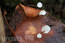 Marasmius epiphylloides