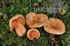 Lactarius salmonicolor