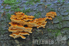 Pycnoporellus fulgens