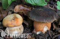 Boletus aereus