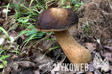 Boletus aereus