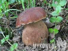 Boletus reticulatus