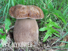 Boletus reticulatus