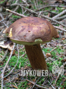 Boletus badius