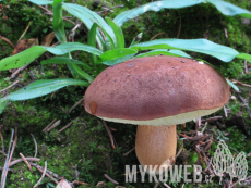 Boletus badius