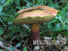 Boletus luridus