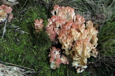 Ramaria rubripermanens