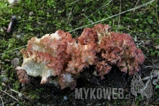 Ramaria rubripermanens