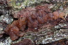 Exidia saccharina