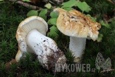 Tricholoma apium