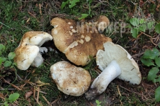 Tricholoma apium