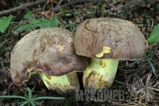 Boletus appendiculatus