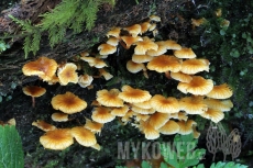 Xeromphalina campanella