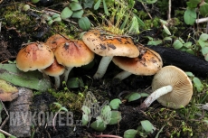 Pholiota highlandensis