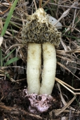 Phallus hadriani