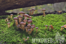 Armillaria cepistipes