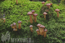 Armillaria cepistipes