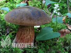 Boletus erythropus