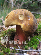 Boletus erythropus