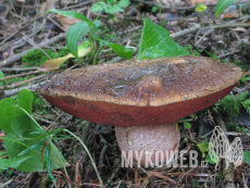 Boletus erythropus