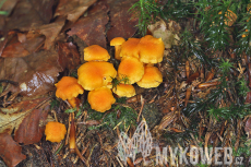 Cantharellus friesii