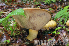 Lactarius repraesentaneus