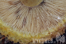 Lactarius repraesentaneus