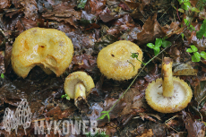 Lactarius repraesentaneus