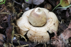 Geastrum lageniforme