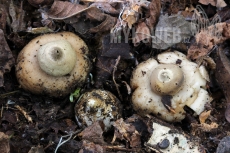 Geastrum lageniforme