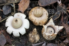 Geastrum lageniforme