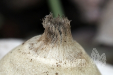 Geastrum lageniforme