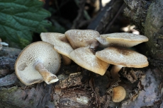 Polyporus arcularius