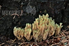 Ramaria abietina