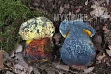 Boletus rhodopurpureus f. xanthopurpureus