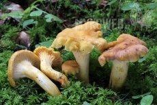 Cantharellus amethysteus