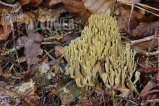 Ramaria decurrens