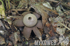 Geastrum corollinum