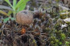 Tulostoma melanocyclum