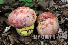 Boletus regius