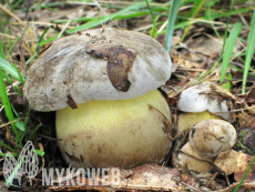 Boletus radicans