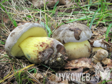 Boletus radicans