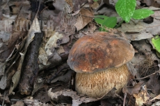 Boletus aereus