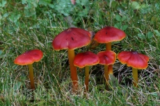 Hygrocybe conica